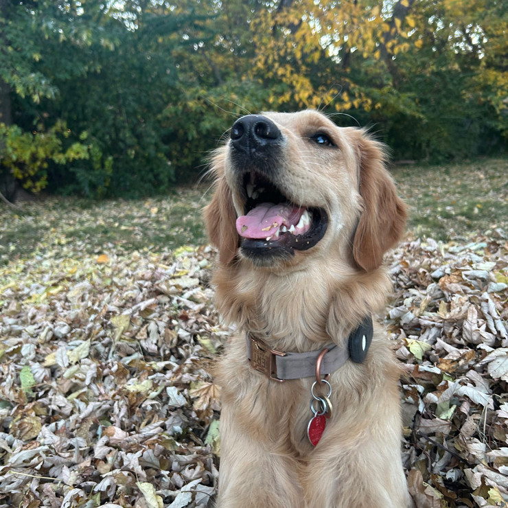 Lately photo gallery