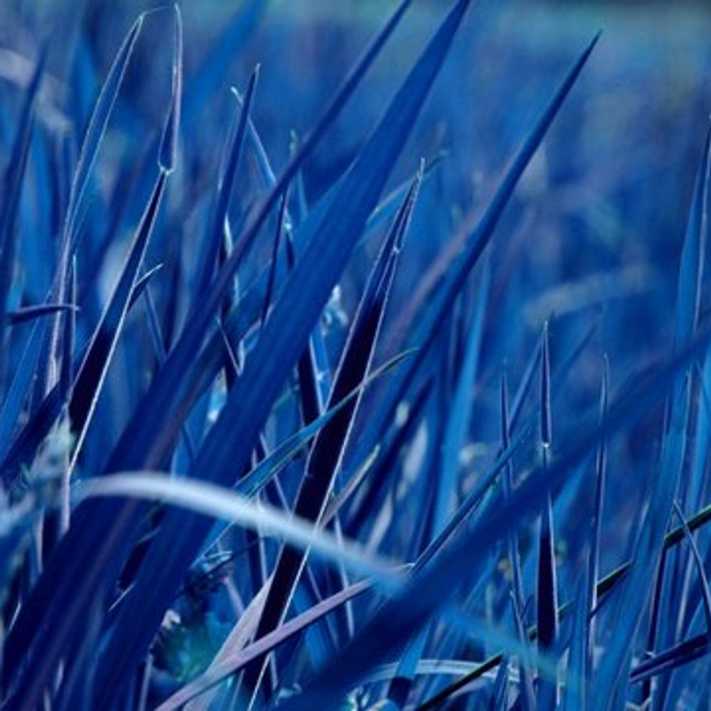 Image for the short story Missing Iris Part Two