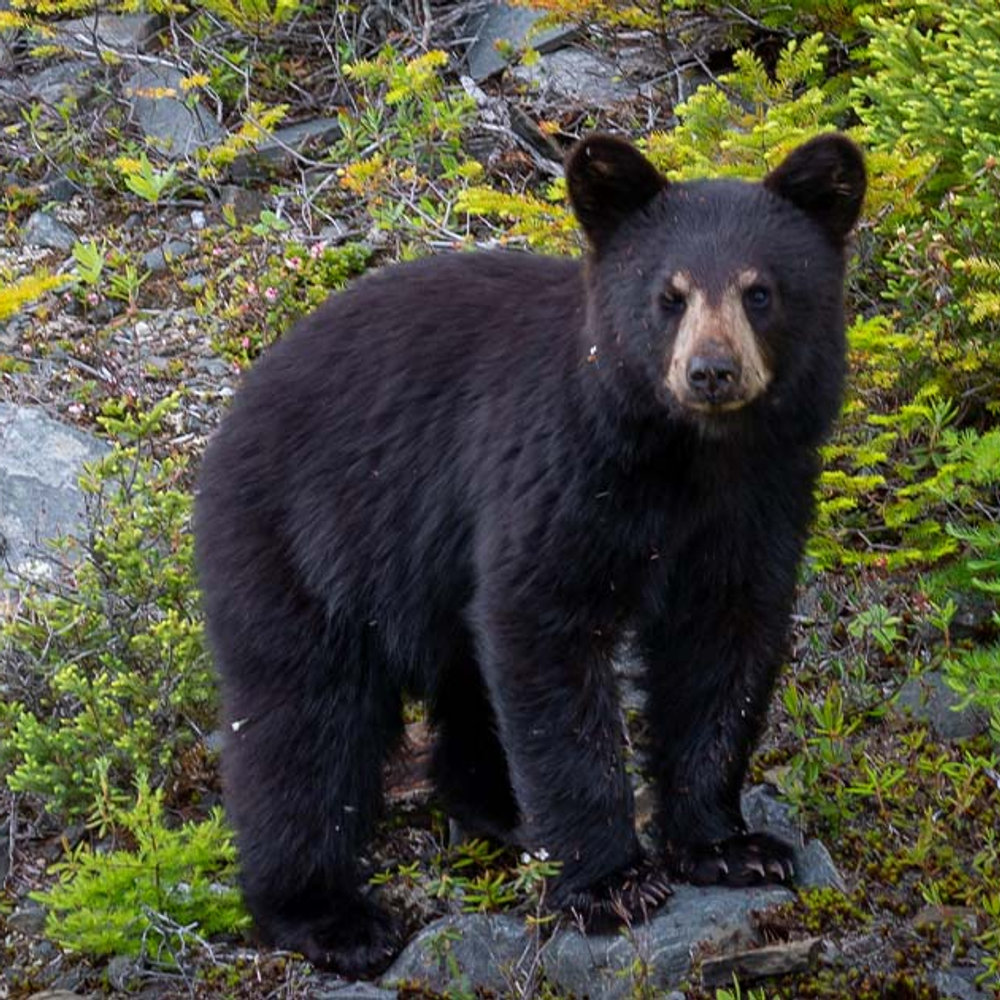 A humorous case for why humans should hibernate like bears